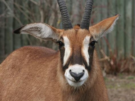 Fun Giant Sable Antelope Facts For Kids | Kidadl