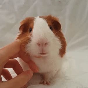 Guinea Pig GIFs - 133 Animated GIF Pics of Cute Rodents | USAGIF.com