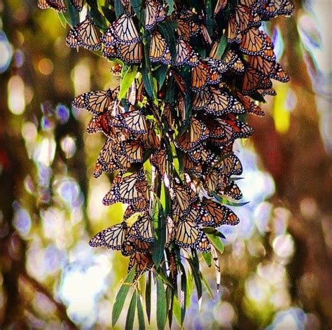 Monarchs @Natural Bridges in Santa Cruz | Monarch butterfly, Butterfly ...