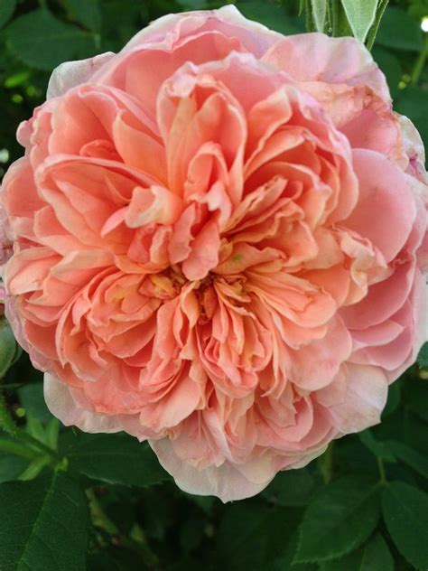 Rosewood...Colette rose Heirloom Roses, Colette, Rose Garden, Garden Planning, Rosewood, Old ...