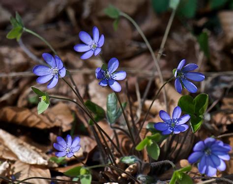 Waldblumen Foto & Bild | pflanzen, pilze & flechten, blüten- & kleinpflanzen, wildpflanzen ...