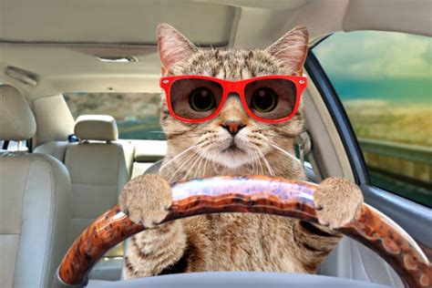 1,700+ Cat Driving Car Stock Photos, Pictures & Royalty-Free Images - iStock