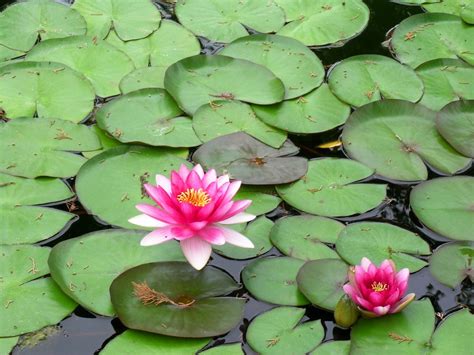 Nenúfar en flor. | Foto-blog de Antonio Castro