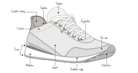 Anatomy of the Shoe