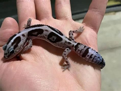 13 Amazing African Fat Tail Gecko Morphs [With Pictures] | Being Reptiles