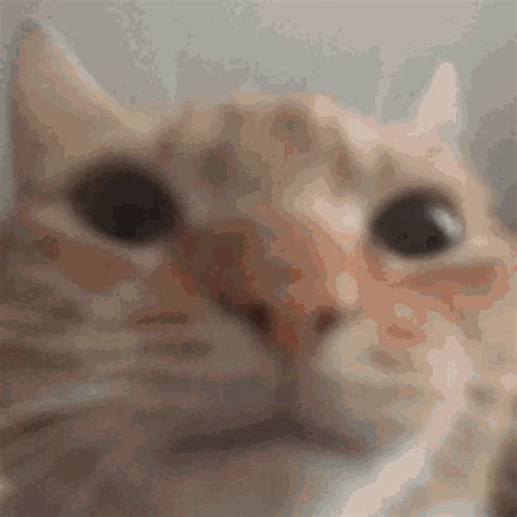 Gemini Norawit Cat GIF - Gemini Norawit Cat - Discover & Share GIFs