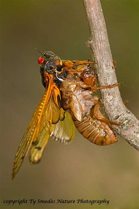 Periodic Cicada (17Yr) Emerging from Nymph