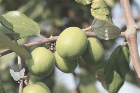 How To Grow A Jujube Tree {A Guide} — Farm & Animals