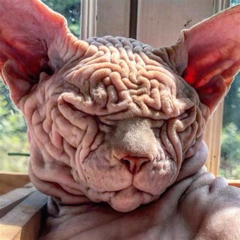 Hairless, Sinister-Looking Cat May Be Named The Scariest Feline In The ...