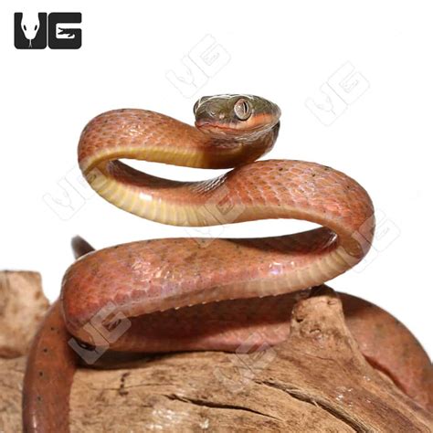 Mangrove Snakes For Sale - Underground Reptiles