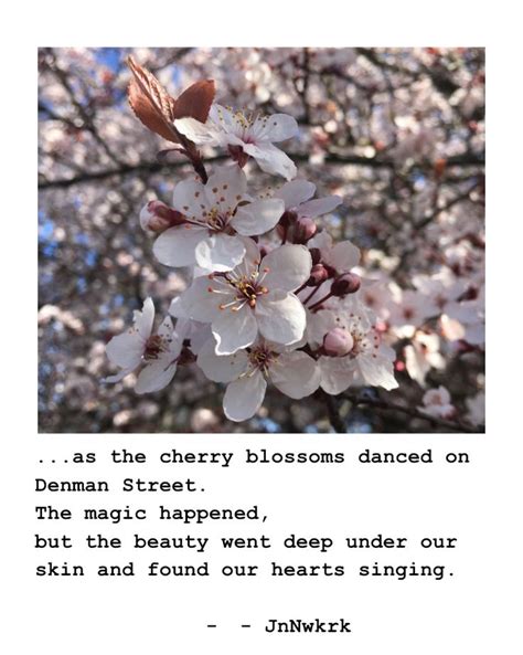 Cherry Blossom | Cherry blossom, Poem a day, Blossom