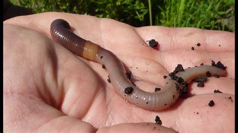 Earthworms For Kids