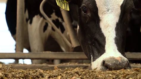 How Much Corn Do Dairy Cows Eat? - YouTube