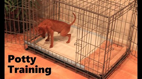 Potty Training Puppy Apartment Official Full Video How To Potty Train A Puppy Fast Easy ...