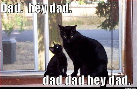 Dad, hey, Dad - - - | Father's day memes, Funny cats, Funny dad memes