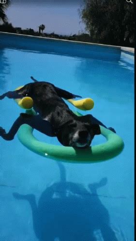 Pool Dog GIF - Pool Dog Chilling - Discover & Share GIFs