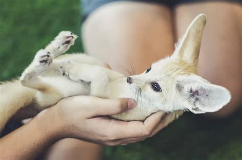 15 Things Fennec Foxes Like to Eat Most (Diet, Care & Feeding Tips)