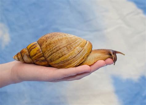 Snail - A-Z Animals