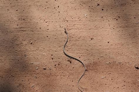 Premium Photo | South african snake at kruger park