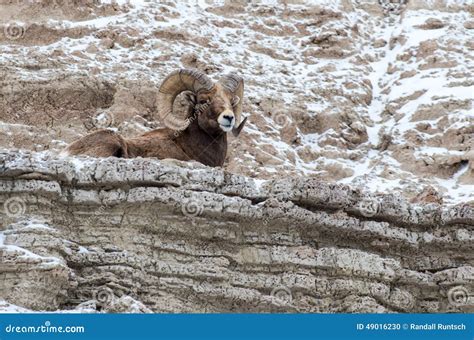 Bighorn Sheep Ram on a Cliff in Winter in Badlands National Park Stock Photo - Image of horns ...