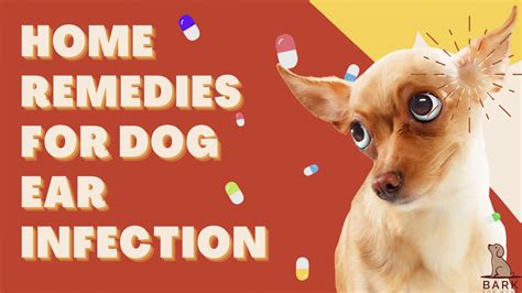 Complete Guide To Treating Dog Ear Infection With Home Remedies | Bark For More