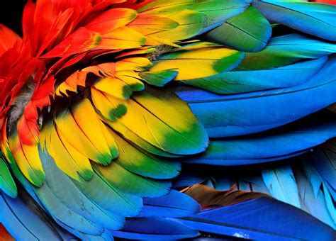 Macaw Feathers Jigsaw Puzzle