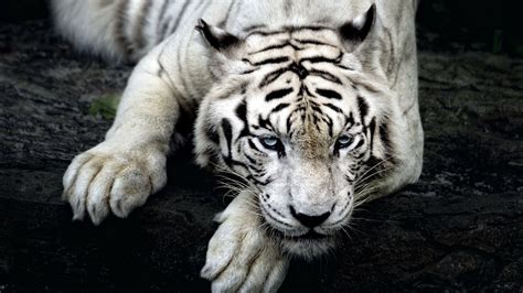 White Tiger 4K Wallpapers - Top Free White Tiger 4K Backgrounds ...