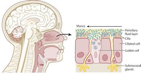 Nasal Physiology | Ento Key