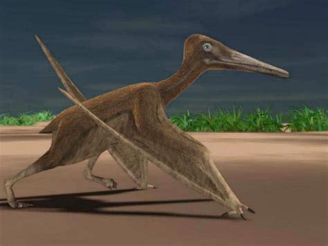 A prehistoric ‘runway’ used by flying reptiles