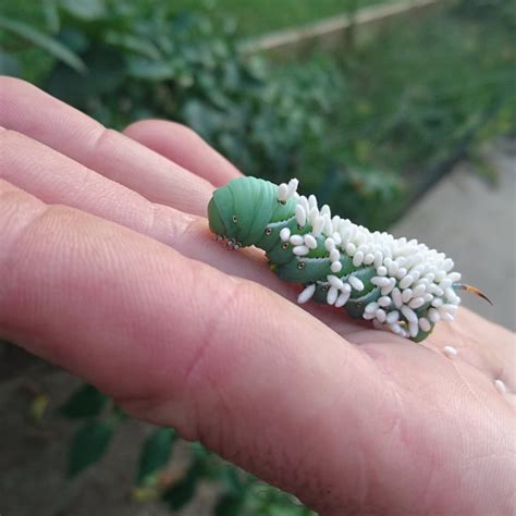 Braconidae (wasp) larvae eating this hookworm caterpillar alive ...