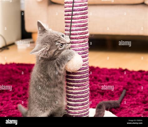 Small grey pet kitten playing Stock Photo - Alamy