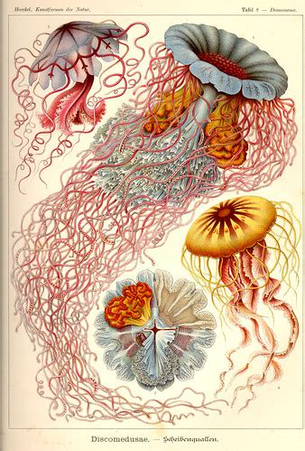 Tafel_008_300 | The published artwork of Haeckel includes ov… | Flickr