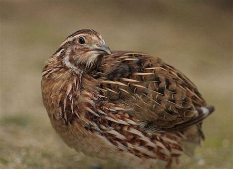 Japanese Quail – birdfinding.info