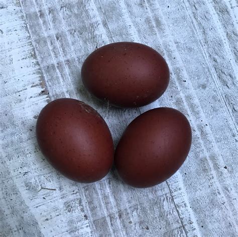 Black Copper Marans Hatching Eggs - Farm Store - Sadie-Girl Farm