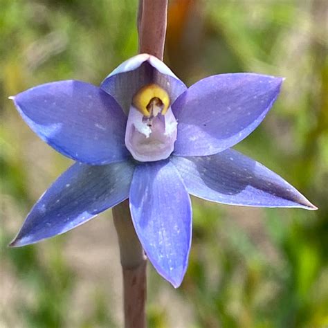 Orchids of the High Country - Australian wildflowers