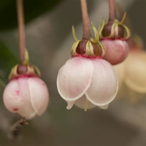 Chilean guava Seeds (Ugni molinae) - Price €3.50