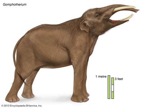 Palaeomastodon Fossil