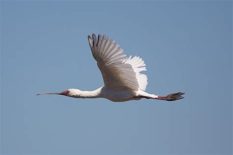 Bat Hawk B.S. | Bush Lark Safaris