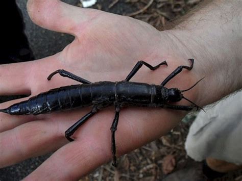 You Need To See These Giant Tree Lobster Insects Scientists Found On A Remote Australian Island