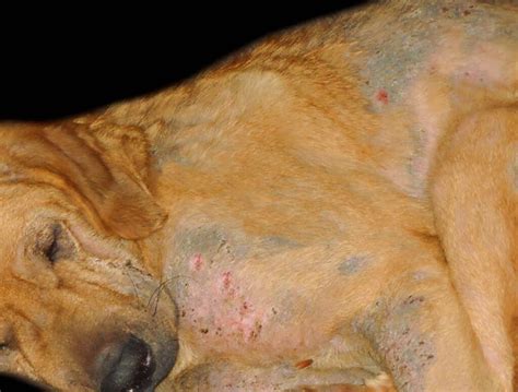 Demodectic Mange Symptoms In Dogs | donyaye-trade.com