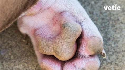 Excess Foot Licking and Itching in Dogs: Pododermatitis