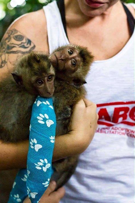 Baby Monkey Who Was Beaten By 'Owner' Can't Stop Hugging New Sister ...