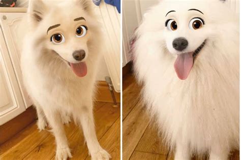 Snapchat filter Disney dogs | How to use cartoon face on your pet | Radio Times