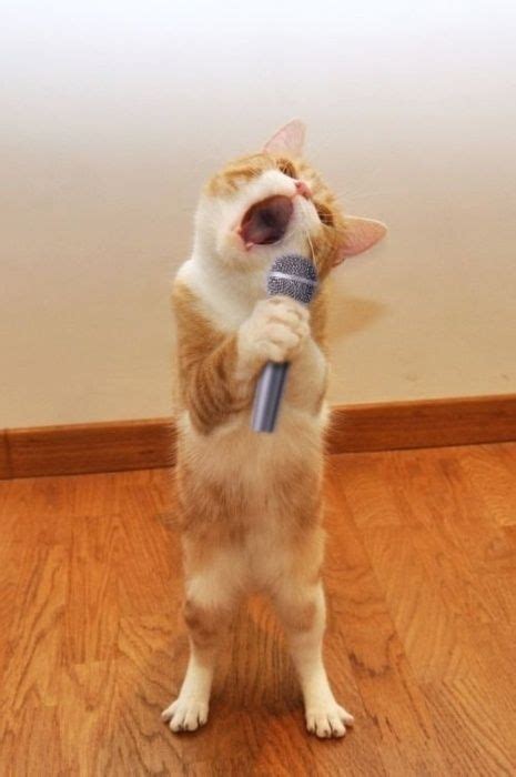 Cat Singing - Funny Cat Pictures | Funny animal pictures, Funny cat pictures, Cute animals