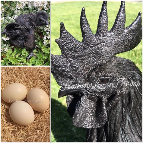 Feather Lover Farms Ayam Cemani Chickens For Sale| Feather Lover Farms