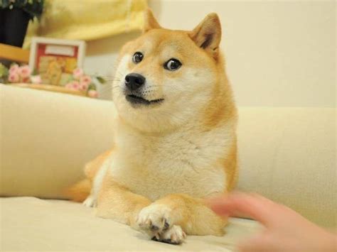 Doge Side Eye Dog Meme - Just go Inalong