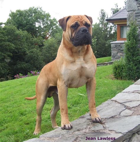 Bull Mastiff Dogs, Mastiff Breeds, Bull Terriers, Terrier Mix, Giant Dogs, Big Dogs, Cute Dogs ...