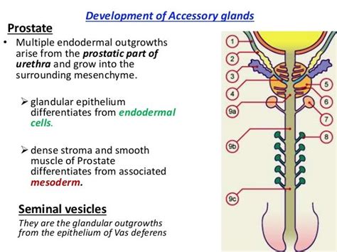 Development of the male reproductive system