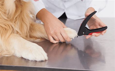 What Are Guillotine Clippers How To Cut Dog Nails Using A Guillotine ...