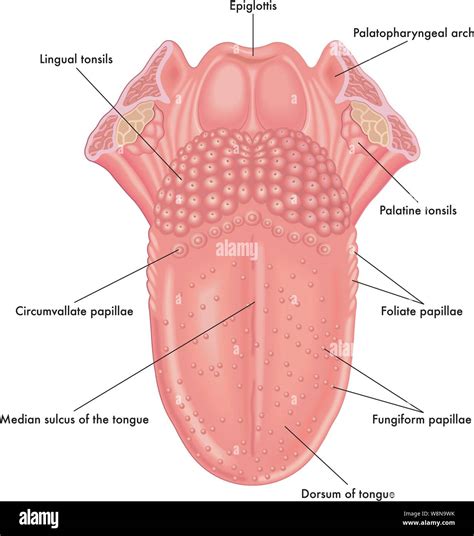 Labeled Diagram Of The Tongue